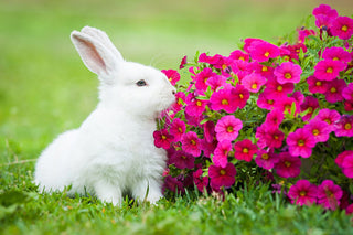 Canada to Go Cruelty-free with Cosmetic Animal Testing Ban!!!