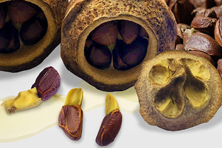 Paradise Nut Oil, the ultimate skin food. The oil from the “River of Life”