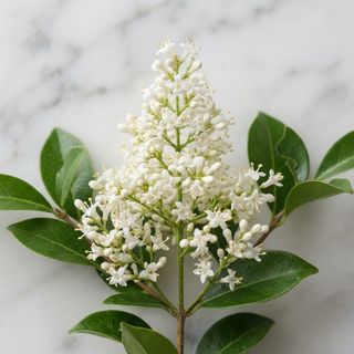 image of Ligustrum Lucidum plant