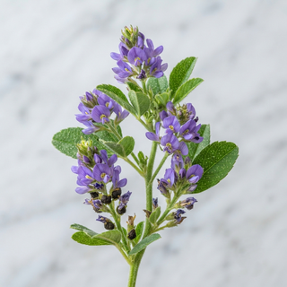 Purple flowers & green leaves of Psoralea corylifolia (bakuchiol source), YUNASENCE botanical skincare