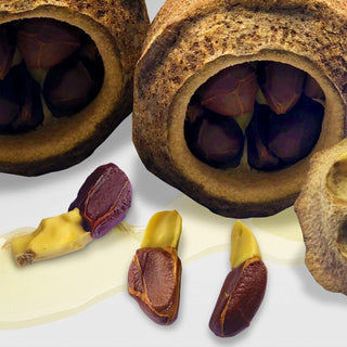 paradise nut